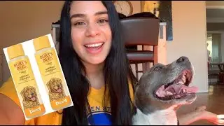 Burt's Bees Oatmeal Dog Shampoo... Do We Stan??
