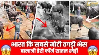 भारत कि सबसे मोती तगड़ी बालाजी डेरी फॉर्म सातल खेड़ी #buffalobigdairy#dairysolutionbysatish#