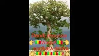 danfi moussa wague