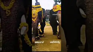 #song #music #tamil #telugu #tamilsong #elephant #arjun #arjuna #love #viral 🙏😭🙏😱❤️