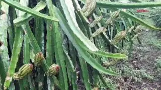 bunga buah naga #dragonfruit #buahnagabanyuwangi #pitaya #buahnagakuning #fruit