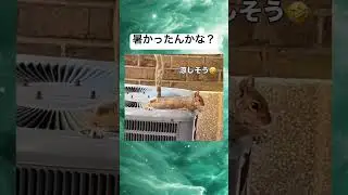 めっちゃ涼んでるww  #shorts #面白集 #おもしろ #扇風機 #室外機