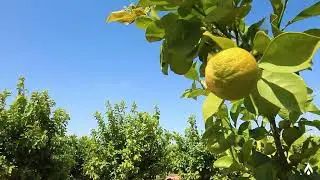 Introducing Organic Moroccan Neroli Essential Oil