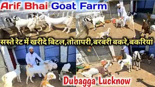 बेहतरीन क्वालिटी की बिटल,तोतापरी,सोजत गुलाबी बकरे बकरियां for sale |Arif Bhai Goat Farm |Dubagga Lko