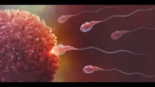 Reproducci&oacute;n humana explicada para ni&ntilde;os🧬👶👩&zwj;⚕️👨&zwj;⚕️🤰🧑&zwj;⚕️