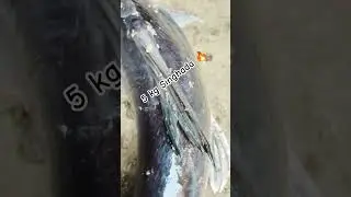 big fish catching video 😱 singhada machhali #fishing