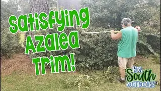 УДОВЛЕТВОРИТЕЛЬНАЯ СТРИЖКА АЗАЛИИ с помощью кустореза Stihl&reg; ASMR