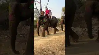 hathi ki sawari | elephant ride jaipur #shorts #youtubeshorts #safari #viral #elephant #trending