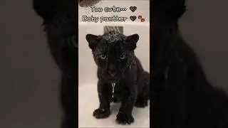 Too cute&hellip; 🖤 Baby panther bath time 💦🛁#shorts #ytshorts  #KHotteok #KBungeoppang #Kdrama #Kpop
