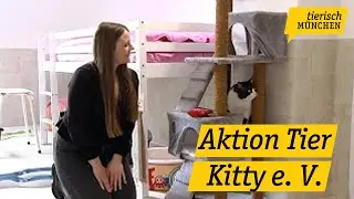Der Tierschutzverein Aktion Tier Kitty M&uuml;nchen stellt sich und seine Bewohner vor