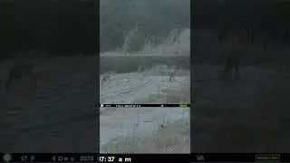 Trail Cam: Deer Feeding at Daybreak #builtaoutdoors #hunting #deer #wildlife #animals #trailcam