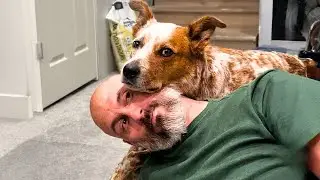 Loyal Dog&rsquo;s Tail Wags Will Melt Your Heart