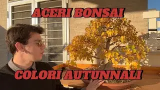 Come ottenere i colori autunnali sugli aceri