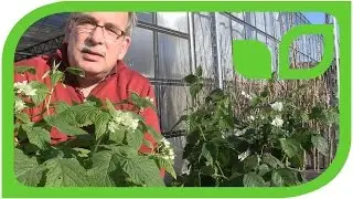 Lubera Lowberries: The first balcony blackberry and raspberry