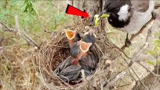 White Ear bulbul have green worm for lunch!