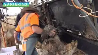 PERKINZ CrutchMaster. Aussie Video 2019