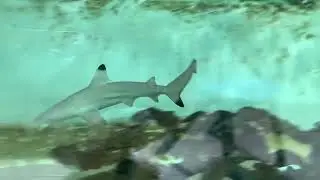 My blacktip reef shark&rsquo;s feeding time pt 3#blacktipshark#feeding