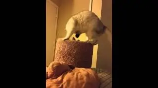 Cat rough housing with rat friend