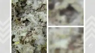 Pseudocyphellaria flavicans - fungi kingdom