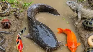 Scary Discovery! Monster Catfish and Crocodiles Inside One Hole