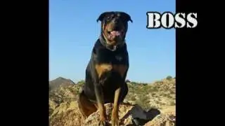 Savage Attacks