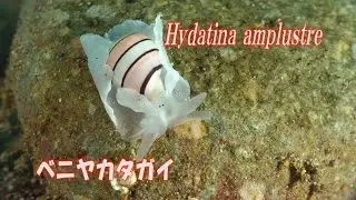 ベニヤカタガイ　Hydatina amplustre
