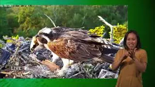 Compilation of the Successful Poole Harbour Osprey Nest | Springwatch 2023 (signed)