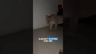 House Lions Ambush Owner At Midnight