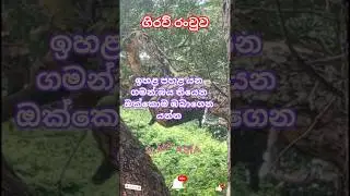 ගිරව් රංචුව#youtubeshorts#trending#nature#animals#travel#srilanka#world#countrybeauty#love#like#🇱🇰🌹👏