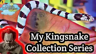 My kingsnake Collection Series