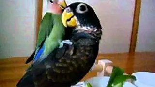 インコに乗るインコ Lovebird that rides on Bronze wing Pionus