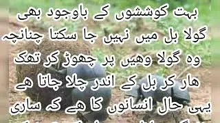 بہت اچھی کہانی سنو