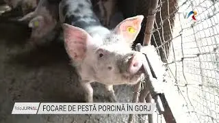 FOCARE DE PESTĂ PORCINĂ ÎN GORJ