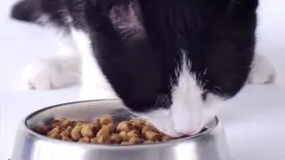 Wellness Natural Pet Food Television Preview 2014