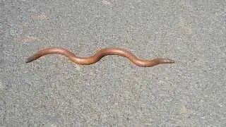 Indian Sand Boa, Red Sand Boa,