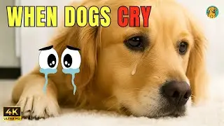 When Your Dog Cries &mdash; What It Really Means Dog Body Language Explained