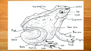 How to Draw Labelled Diagram of Frog || Rana Tigrina Drawing 