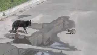кітпес