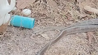 How to set a trap in the place of a snake egg