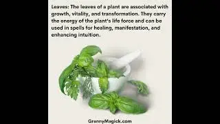 Herbal Magick:Energetic Offerings of Plants