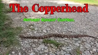 The Copperhead
