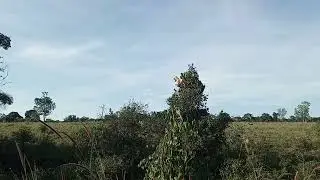 Curi&oacute; na natureza