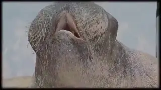 Mad Walrus