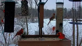 Northern Cardinals Flock For Dinner At Cornell Feeders | Jan. 5, 2026