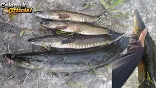 CASTING IKAN GABUS !! Di SPOT BEKAS GALIAN TIMAH BANGKA BELITUNG
