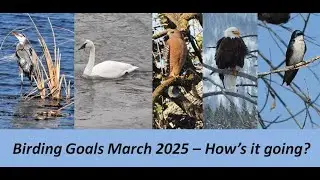 Bird Goals thru March scorecard plus a few SoCal video clips