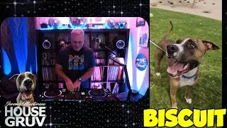 HOUSE GRUV Sundays 12/28/25 Biscuit the Dog Adoption Anniversary Edition! - Uplifting House Music