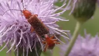Weichk&auml;fer. Kopulation. Eifel bei Dohr