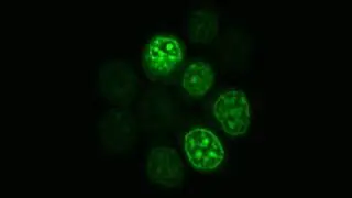 Zebrafish Neuromast Cells