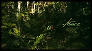 Progressive Ethereal Mix 🌴